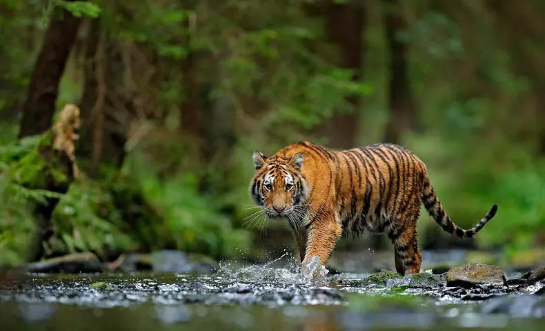 Kerala Wildlife Tour