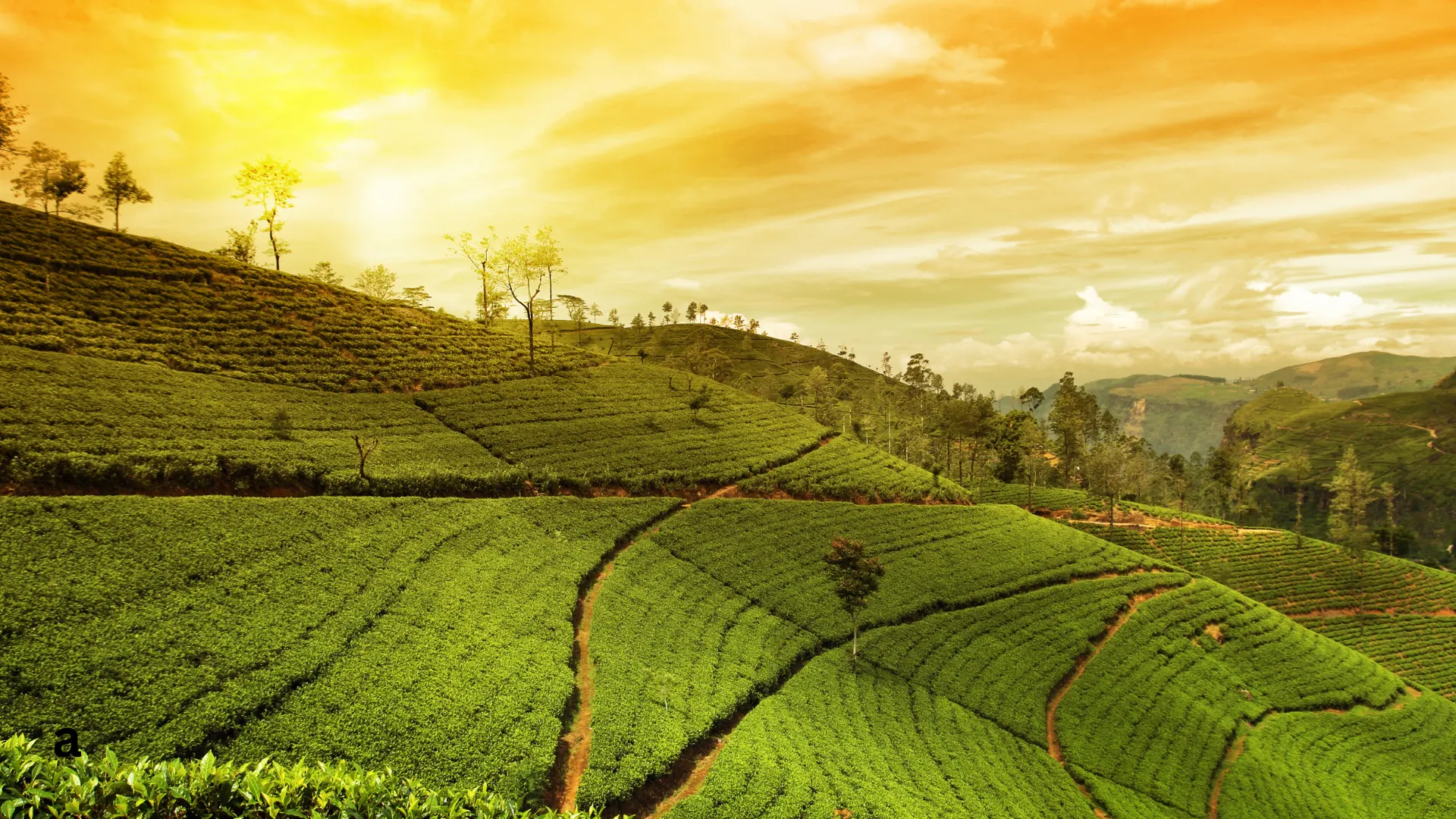 Darjeeling Nature Retreat
