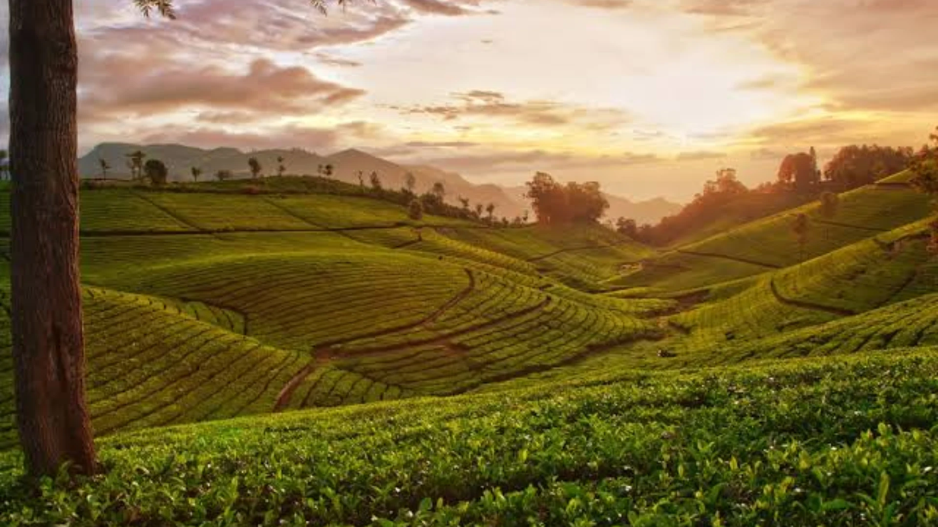 Ooty Tea Garden Tour