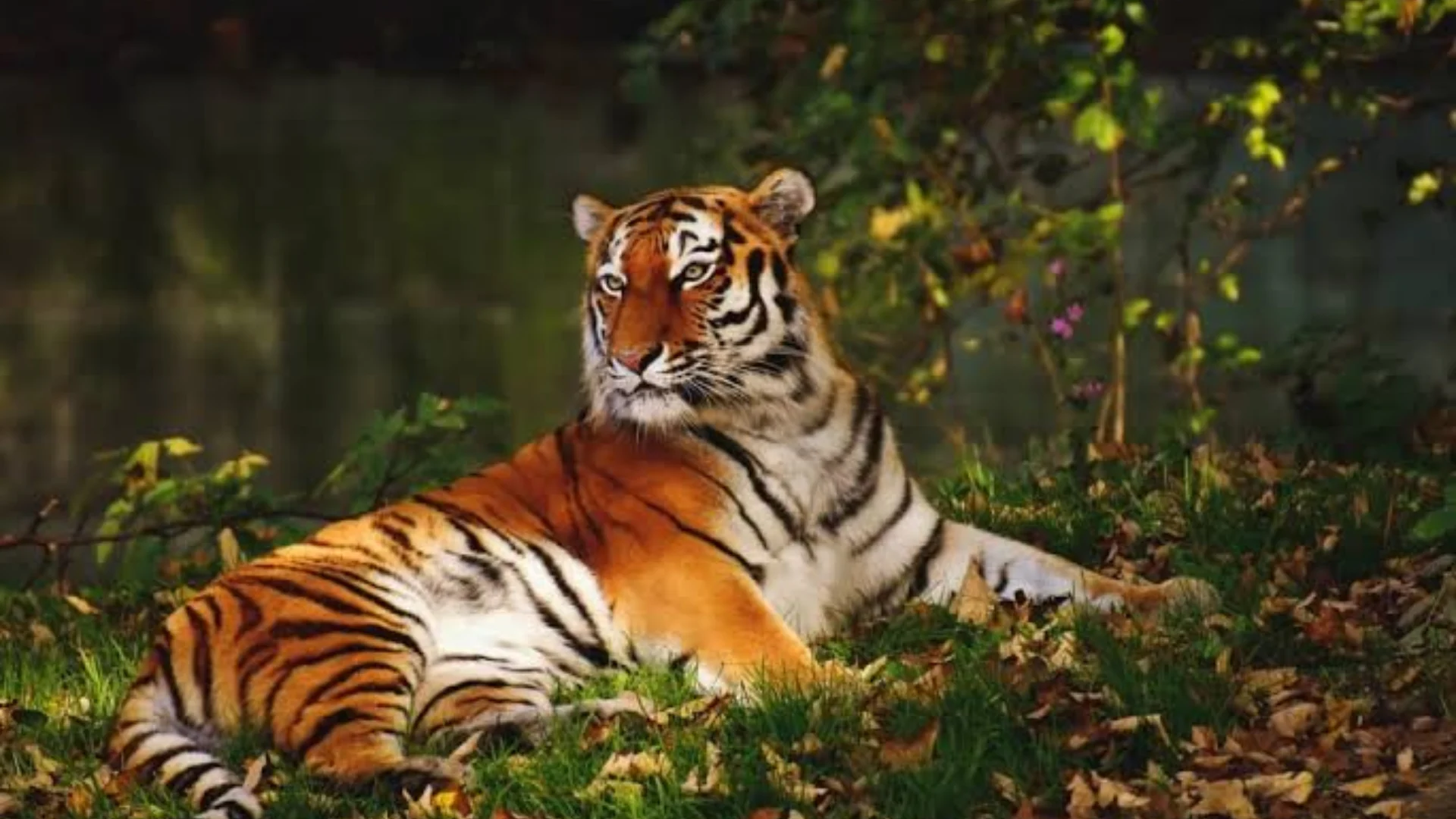 Ooty Nature & Wildlife Package