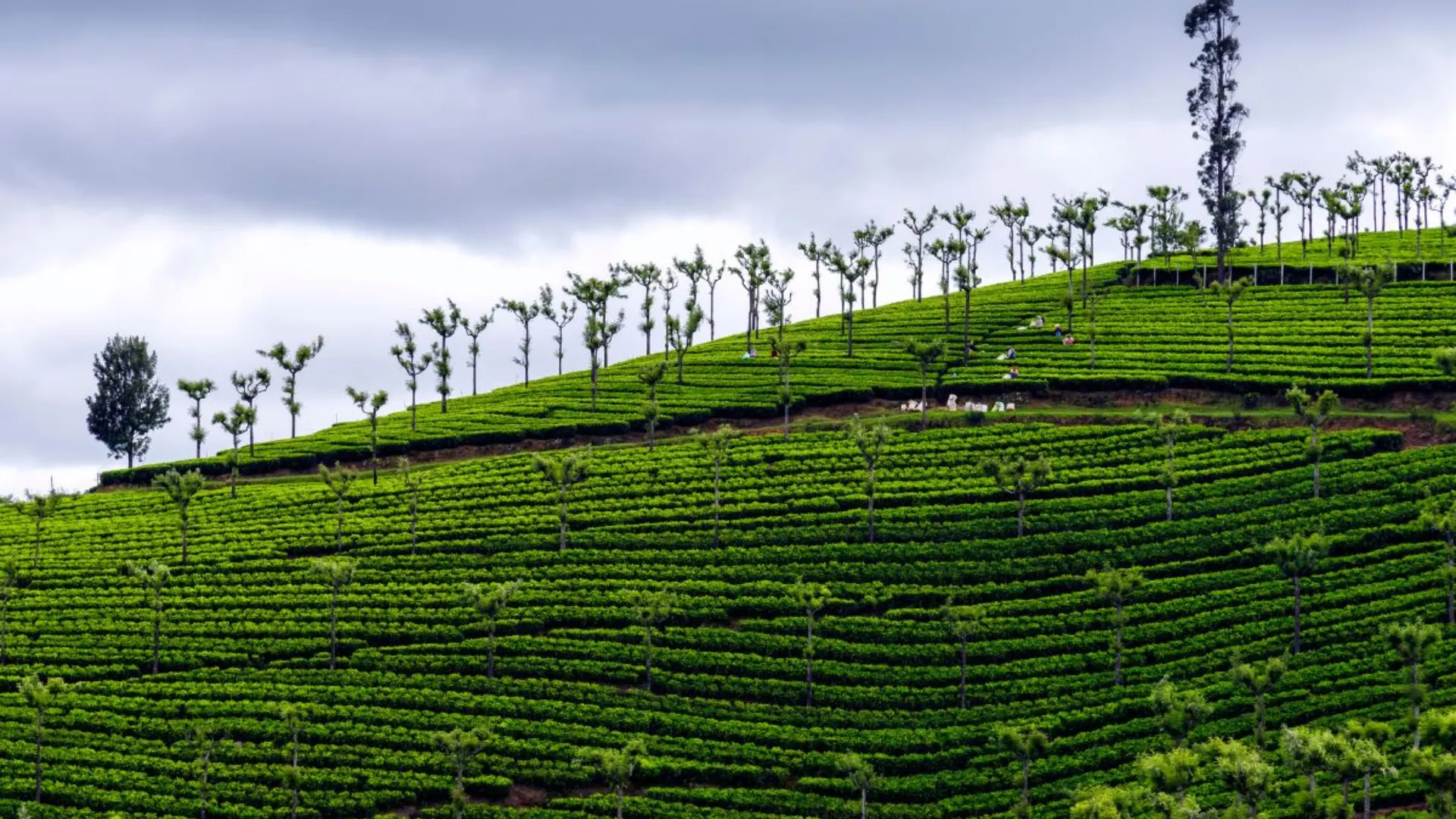 Tea Garden Tour in Ooty